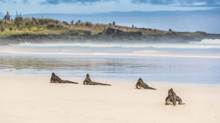 Tortuga Bay | Santa Cruz, Galápagos Islands