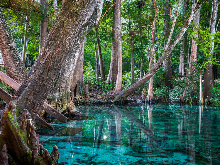 The best natural springs near Miami for a refreshing dip and unique wildlife