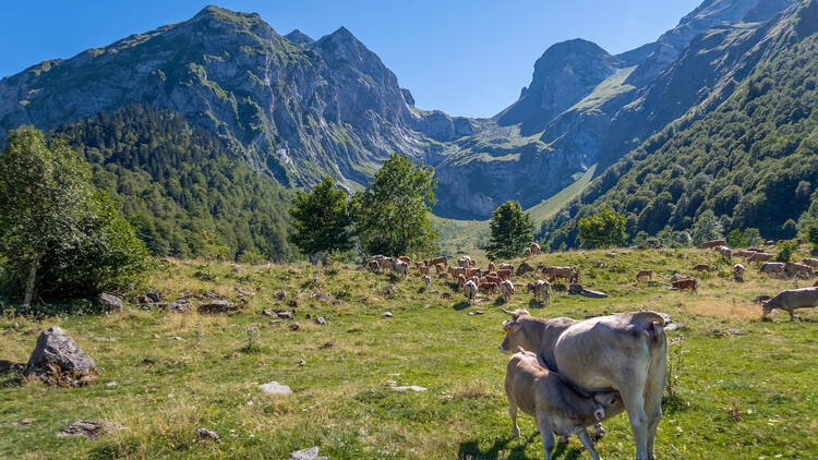 Be a shepherd for a week in the Pyrenees